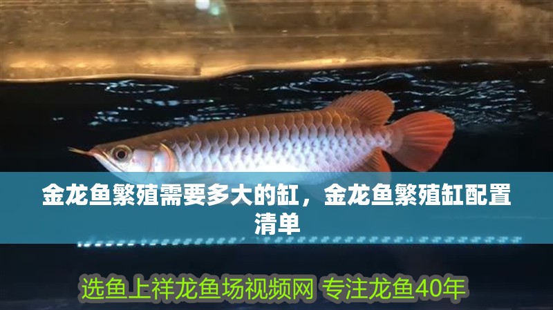 金龍魚繁殖需要多大的缸，金龍魚繁殖缸配置清單