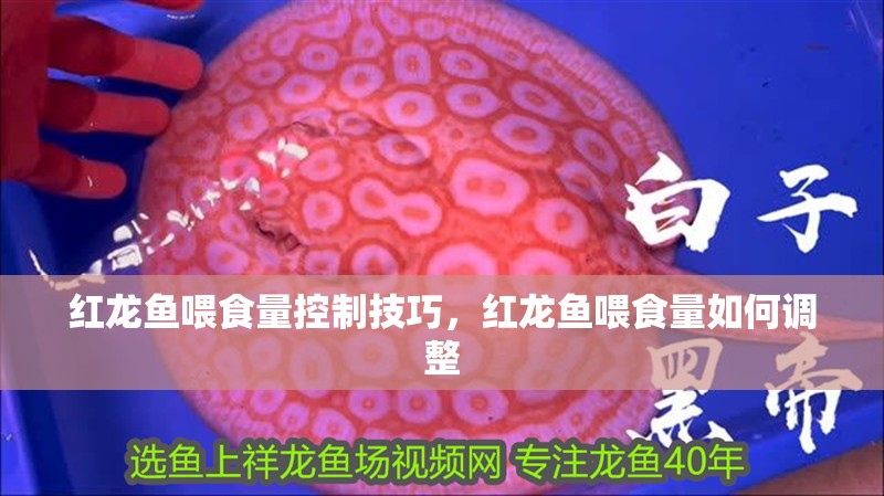 紅龍魚喂食量控制技巧，紅龍魚喂食量如何調(diào)整