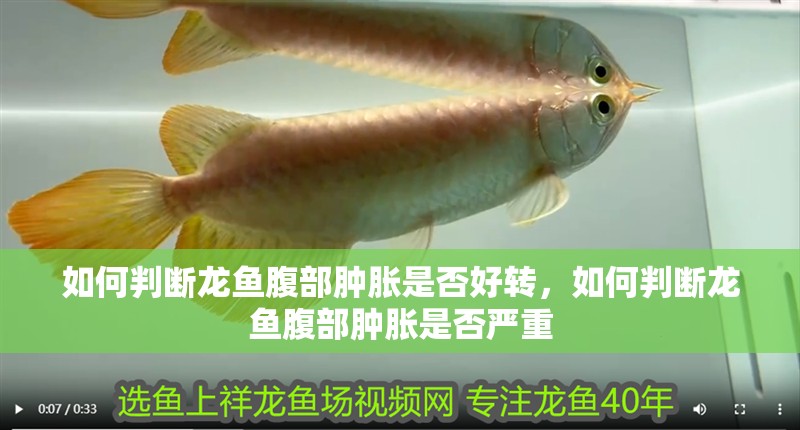 如何判斷龍魚腹部腫脹是否好轉(zhuǎn)，如何判斷龍魚腹部腫脹是否嚴(yán)重 如何判斷龍魚腹部腫脹是否好轉(zhuǎn)，如何判斷龍魚腹部腫脹是否嚴(yán)重 龍魚百科