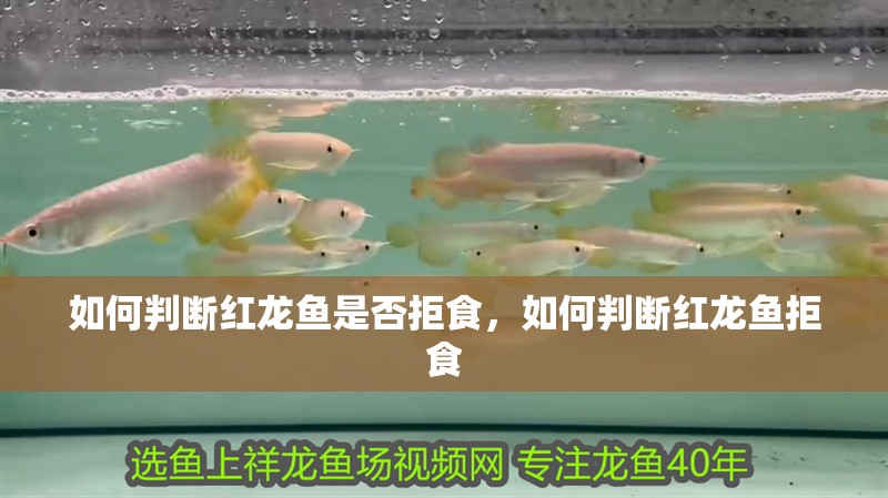 如何判斷紅龍魚是否拒食，如何判斷紅龍魚拒食