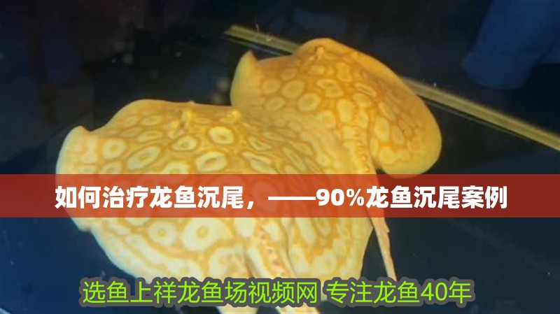 如何治療龍魚沉尾，——90%龍魚沉尾案例