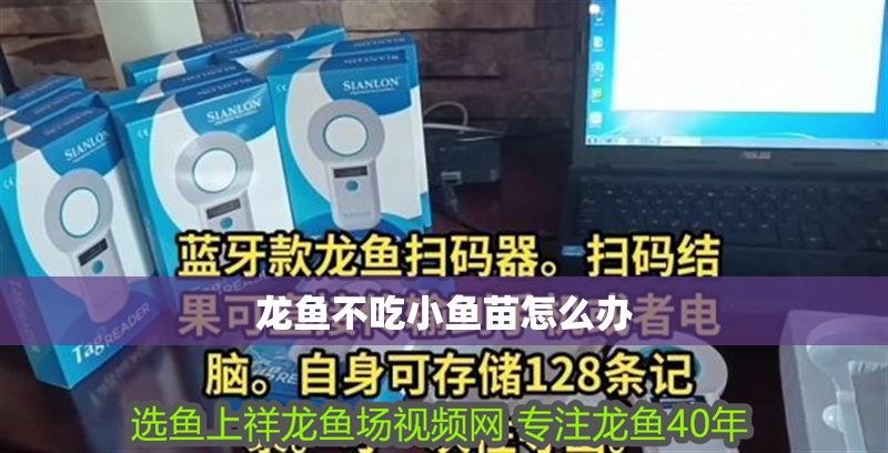 龍魚不吃小魚苗怎么辦
