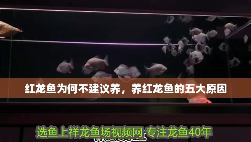 紅龍魚為何不建議養，養紅龍魚的五大原因