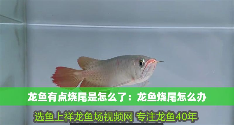 龍魚有點燒尾是怎么了：龍魚燒尾怎么辦
