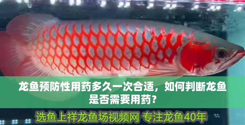 龍魚預防性用藥多久一次合適，如何判斷龍魚是否需要用藥？ 龍魚預防性用藥多久一次合適，如何判斷龍魚是否需要用藥？ 龍魚百科