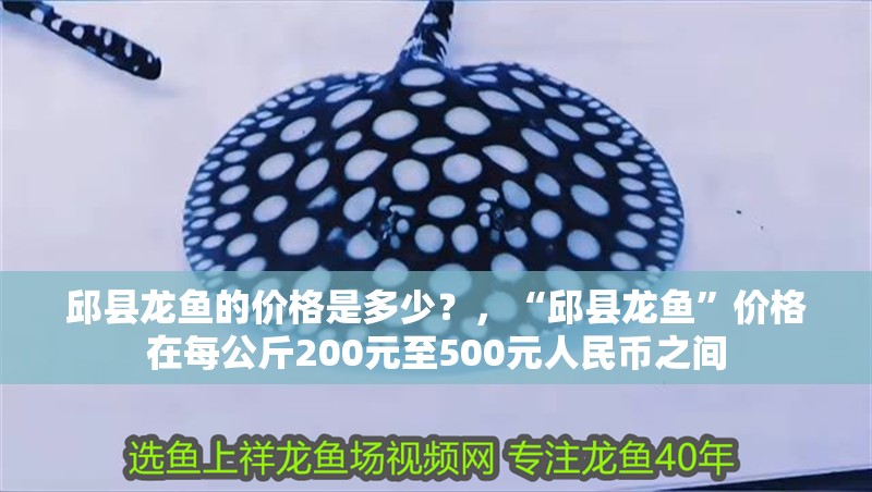 邱縣龍魚的價格是多少？，“邱縣龍魚”價格在每公斤200元至500元人民幣之間 邱縣龍魚的價格是多少？，“邱縣龍魚”價格在每公斤200元至500元人民幣之間 龍魚百科
