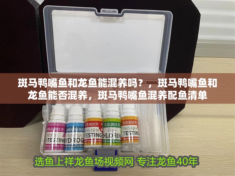 斑馬鴨嘴魚和龍魚能混養(yǎng)嗎？，斑馬鴨嘴魚和龍魚能否混養(yǎng)，斑馬鴨嘴魚混養(yǎng)配魚清單 斑馬鴨嘴魚和龍魚能混養(yǎng)嗎？，斑馬鴨嘴魚和龍魚能否混養(yǎng)，斑馬鴨嘴魚混養(yǎng)配魚清單 龍魚百科