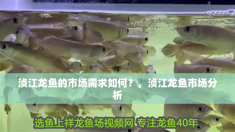 湞江龍魚的市場需求如何？，湞江龍魚市場分析