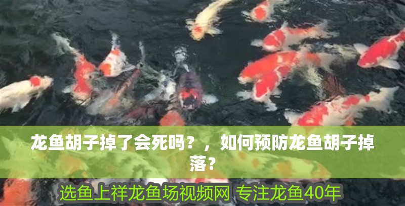 龍魚胡子掉了會(huì)死嗎？，如何預(yù)防龍魚胡子掉落？ 龍魚胡子掉了會(huì)死嗎？，如何預(yù)防龍魚胡子掉落？ 龍魚百科