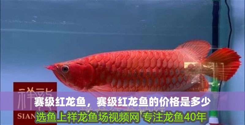 賽級紅龍魚，賽級紅龍魚的價格是多少