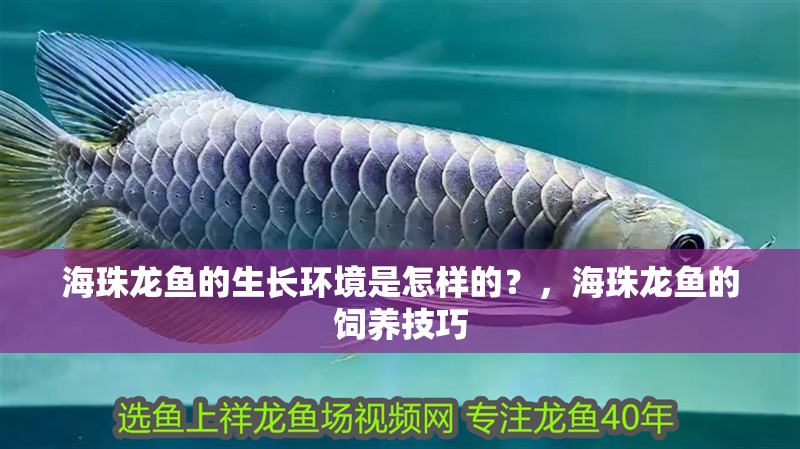 海珠龍魚的生長環境是怎樣的？，海珠龍魚的飼養技巧