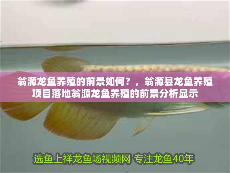 翁源龍魚養(yǎng)殖的前景如何？，翁源縣龍魚養(yǎng)殖項目落地翁源龍魚養(yǎng)殖的前景分析顯示