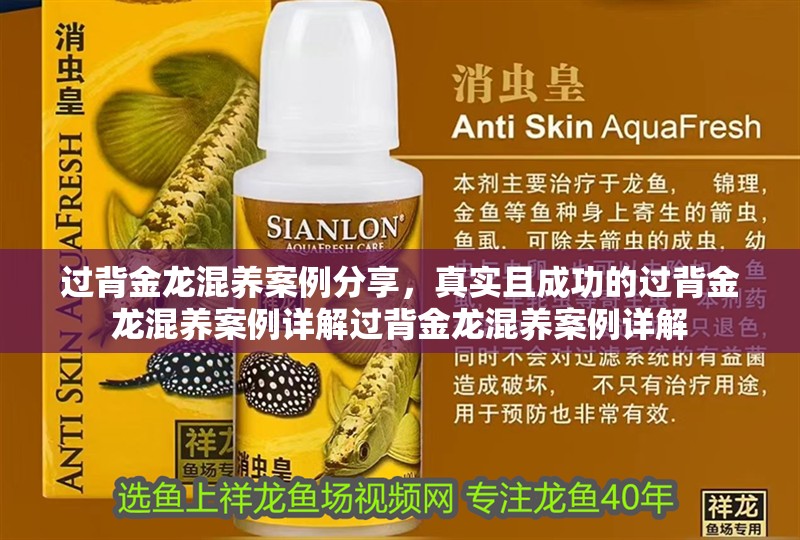 過背金龍混養案例分享，真實且成功的過背金龍混養案例詳解過背金龍混養案例詳解