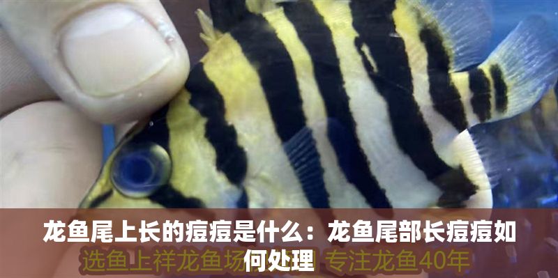 龍魚尾上長的痘痘是什么：龍魚尾部長痘痘如何處理