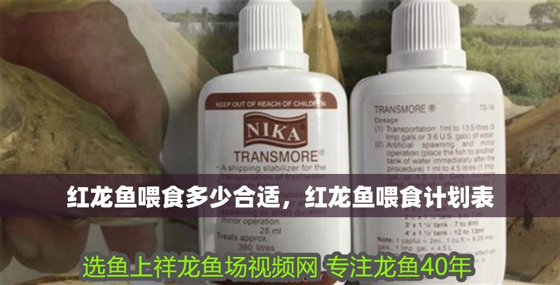 紅龍魚喂食多少合適，紅龍魚喂食計劃表