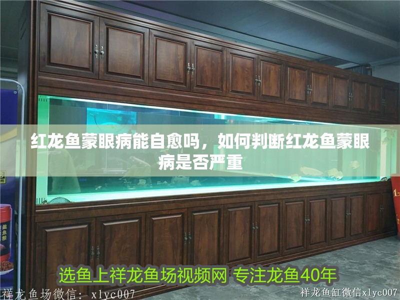 紅龍魚蒙眼病能自愈嗎，如何判斷紅龍魚蒙眼病是否嚴重