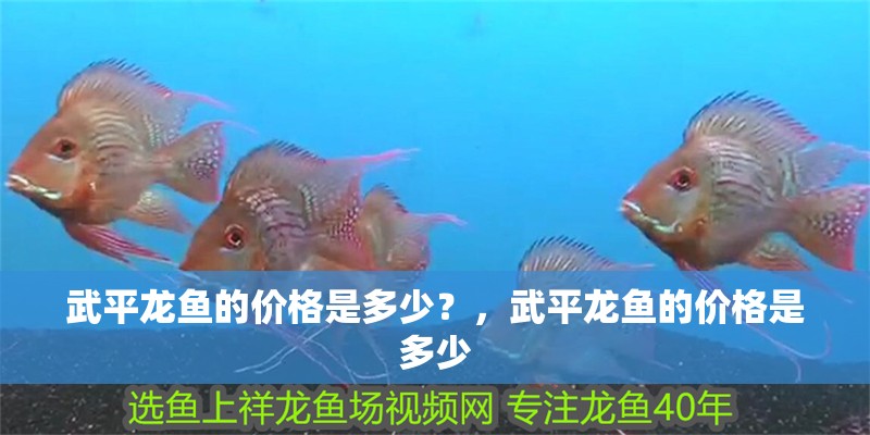 武平龍魚的價格是多少？，武平龍魚的價格是多少