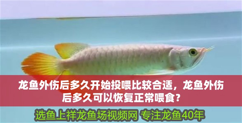 龍魚外傷后多久開始投喂比較合適，龍魚外傷后多久可以恢復正常喂食？