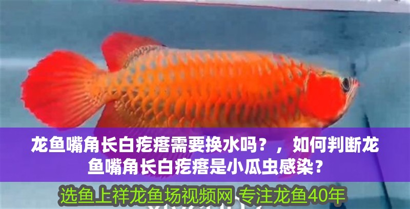 龍魚嘴角長白疙瘩需要換水嗎？，如何判斷龍魚嘴角長白疙瘩是小瓜蟲感染？