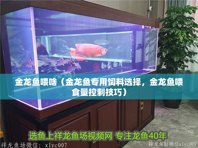 金龍魚喂啥（金龍魚專用飼料選擇，金龍魚喂食量控制技巧）