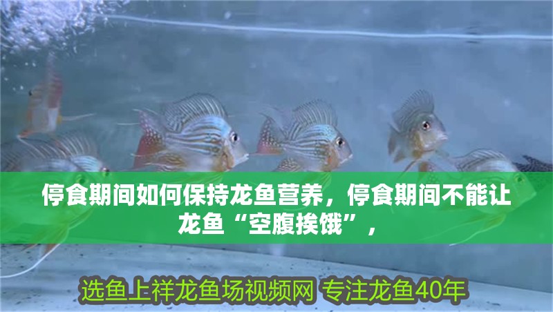 停食期間如何保持龍魚營養，停食期間不能讓龍魚“空腹挨餓”，