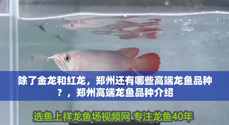 除了金龍和紅龍，鄭州還有哪些高端龍魚品種？，鄭州高端龍魚品種介紹