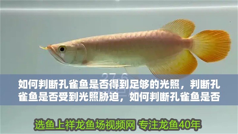 如何判斷孔雀魚是否得到足夠的光照，判斷孔雀魚是否受到光照脅迫，如何判斷孔雀魚是否充足