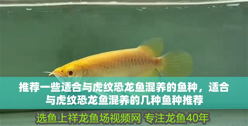 推薦一些適合與虎紋恐龍魚混養的魚種，適合與虎紋恐龍魚混養的幾種魚種推薦