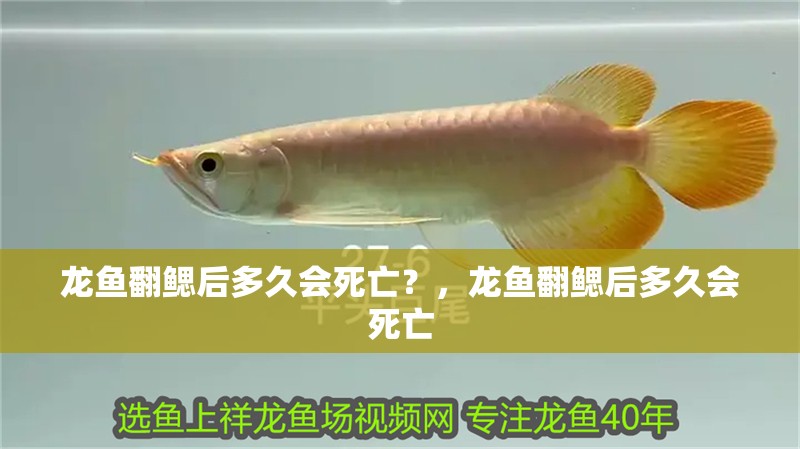 龍魚翻鰓后多久會死亡？，龍魚翻鰓后多久會死亡