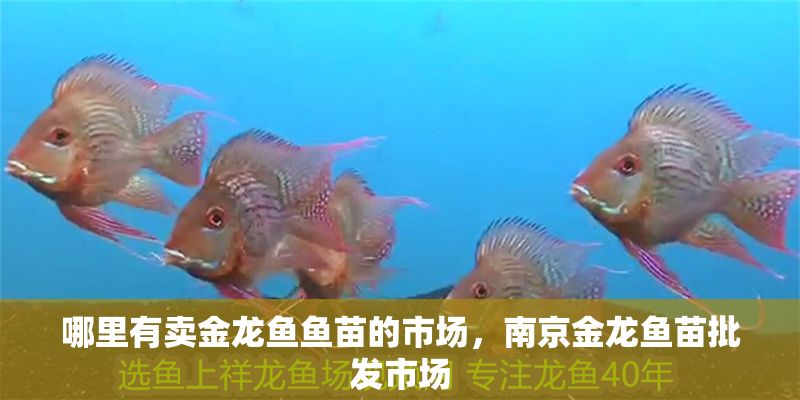 哪里有賣金龍魚魚苗的市場，南京金龍魚苗批發市場