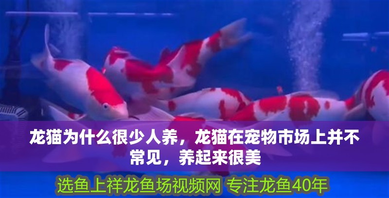 龍貓為什么很少人養，龍貓在寵物市場上并不常見，養起來很美