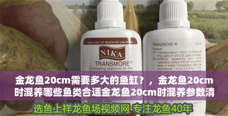 金龍魚20cm需要多大的魚缸？，金龍魚20cm時混養哪些魚類合適金龍魚20cm時混養參數清單