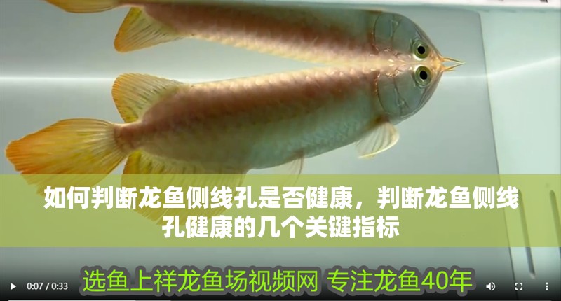 如何判斷龍魚側(cè)線孔是否健康，判斷龍魚側(cè)線孔健康的幾個關(guān)鍵指標