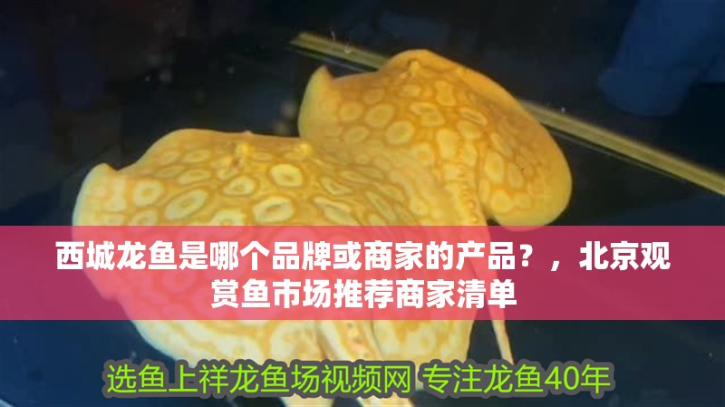 西城龍魚是哪個品牌或商家的產品？，北京觀賞魚市場推薦商家清單
