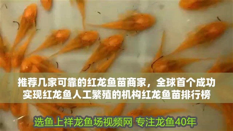 推薦幾家可靠的紅龍魚苗商家，全球首個成功實現紅龍魚人工繁殖的機構紅龍魚苗排行榜