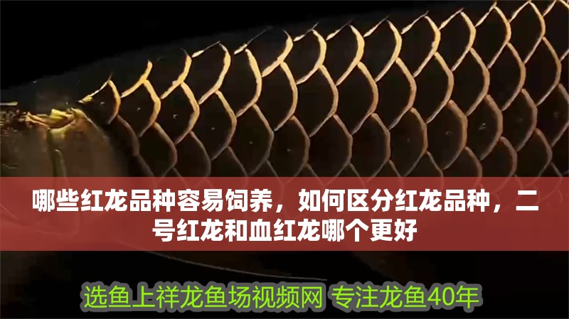 哪些紅龍品種容易飼養(yǎng)，如何區(qū)分紅龍品種，二號紅龍和血紅龍哪個更好 哪些紅龍品種容易飼養(yǎng)，如何區(qū)分紅龍品種，二號紅龍和血紅龍哪個更好 龍魚百科