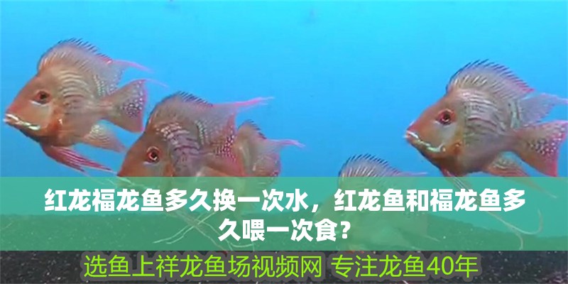 紅龍福龍魚多久換一次水，紅龍魚和福龍魚多久喂一次食？