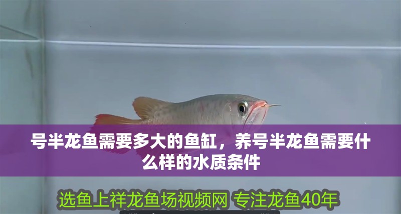 號半龍魚需要多大的魚缸，養號半龍魚需要什么樣的水質條件