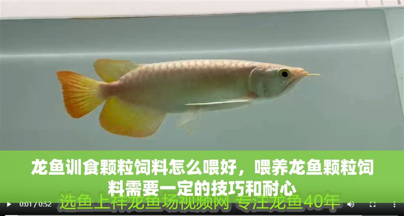 龍魚訓食顆粒飼料怎么喂好，喂養龍魚顆粒飼料需要一定的技巧和耐心 龍魚訓食顆粒飼料怎么喂好，喂養龍魚顆粒飼料需要一定的技巧和耐心 龍魚百科 第2張