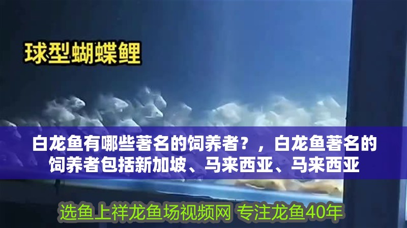 白龍魚有哪些著名的飼養(yǎng)者？，白龍魚著名的飼養(yǎng)者包括新加坡、馬來西亞、馬來西亞