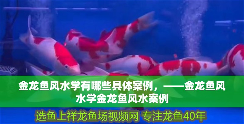 金龍魚風水學有哪些具體案例，——金龍魚風水學金龍魚風水案例
