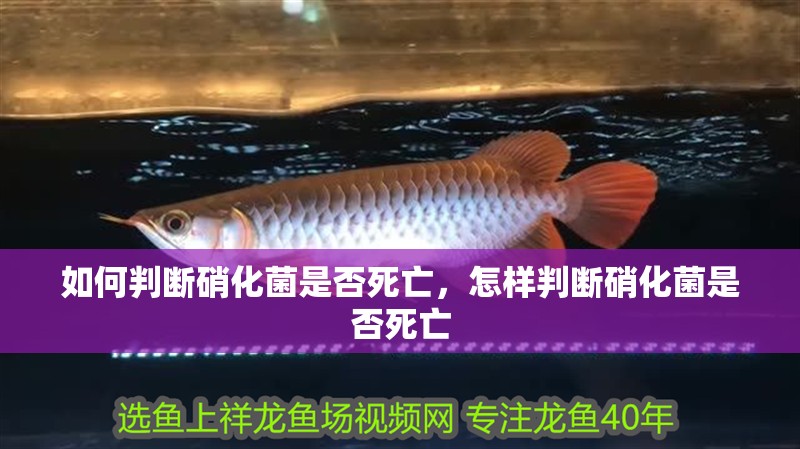 魚缸用增氧泵價格是多少:魚缸增氧機-xtrac增氧機-xtrac增氧機 如何判斷硝化菌是否死亡,怎樣判斷硝化菌是否死亡 龍魚百科 如何判斷硝化菌是否死亡,怎樣判斷硝化菌是否死亡 如何判斷硝化菌是否死亡,怎樣判斷硝化菌是否死亡 龍魚百科