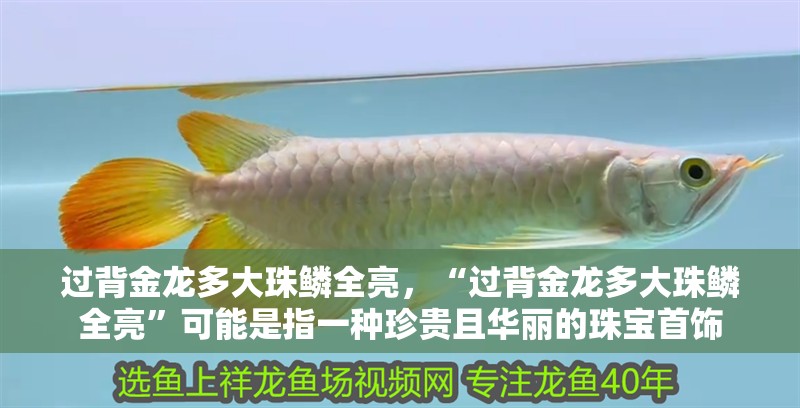 過背金龍多大珠鱗全亮，“過背金龍多大珠鱗全亮”可能是指一種珍貴且華麗的珠寶首飾