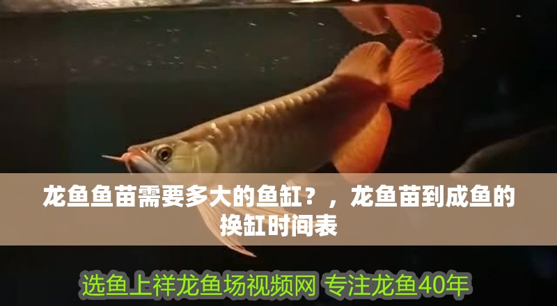 龍魚魚苗需要多大的魚缸？，龍魚苗到成魚的換缸時間表