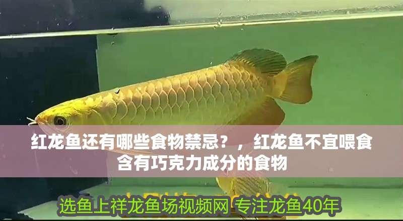 紅龍魚還有哪些食物禁忌？，紅龍魚不宜喂食含有巧克力成分的食物