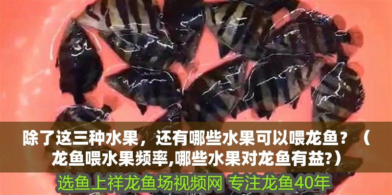 除了這三種水果，還有哪些水果可以喂龍魚？（龍魚喂水果頻率,哪些水果對龍魚有益?）