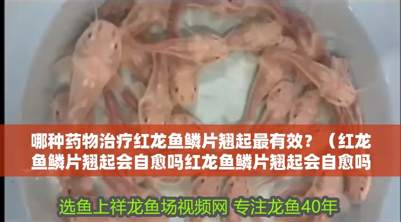 哪種藥物治療紅龍魚鱗片翹起最有效？（紅龍魚鱗片翹起會自愈嗎紅龍魚鱗片翹起會自愈嗎）