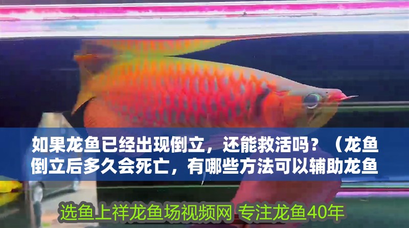 如果龍魚已經出現倒立，還能救活嗎？（龍魚倒立后多久會死亡，有哪些方法可以輔助龍魚恢復） 如果龍魚已經出現倒立，還能救活嗎？（龍魚倒立后多久會死亡，有哪些方法可以輔助龍魚恢復） 龍魚百科