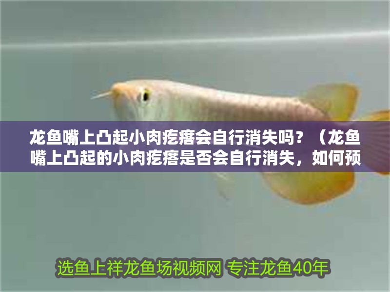 龍魚嘴上凸起小肉疙瘩會自行消失嗎？（龍魚嘴上凸起的小肉疙瘩是否會自行消失，如何預防龍魚出現兜嘴）