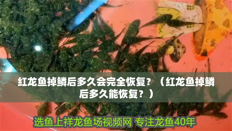 紅龍魚掉鱗后多久會完全恢復？（紅龍魚掉鱗后多久能恢復？）